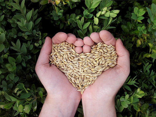 The Whole Fuss about Whole Grains