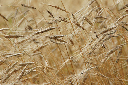 Exploring Einkorn, the “first wheat”