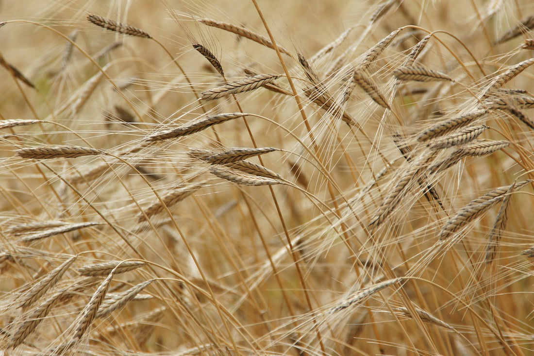 Exploring Einkorn, the “first wheat”