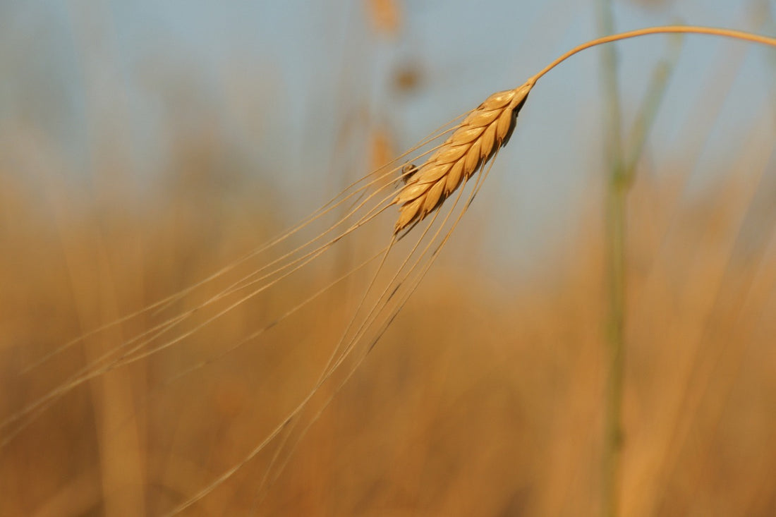 Einkorn wheat crop