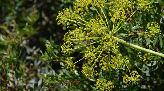 Unlocking the Digestive Magic of Fennel