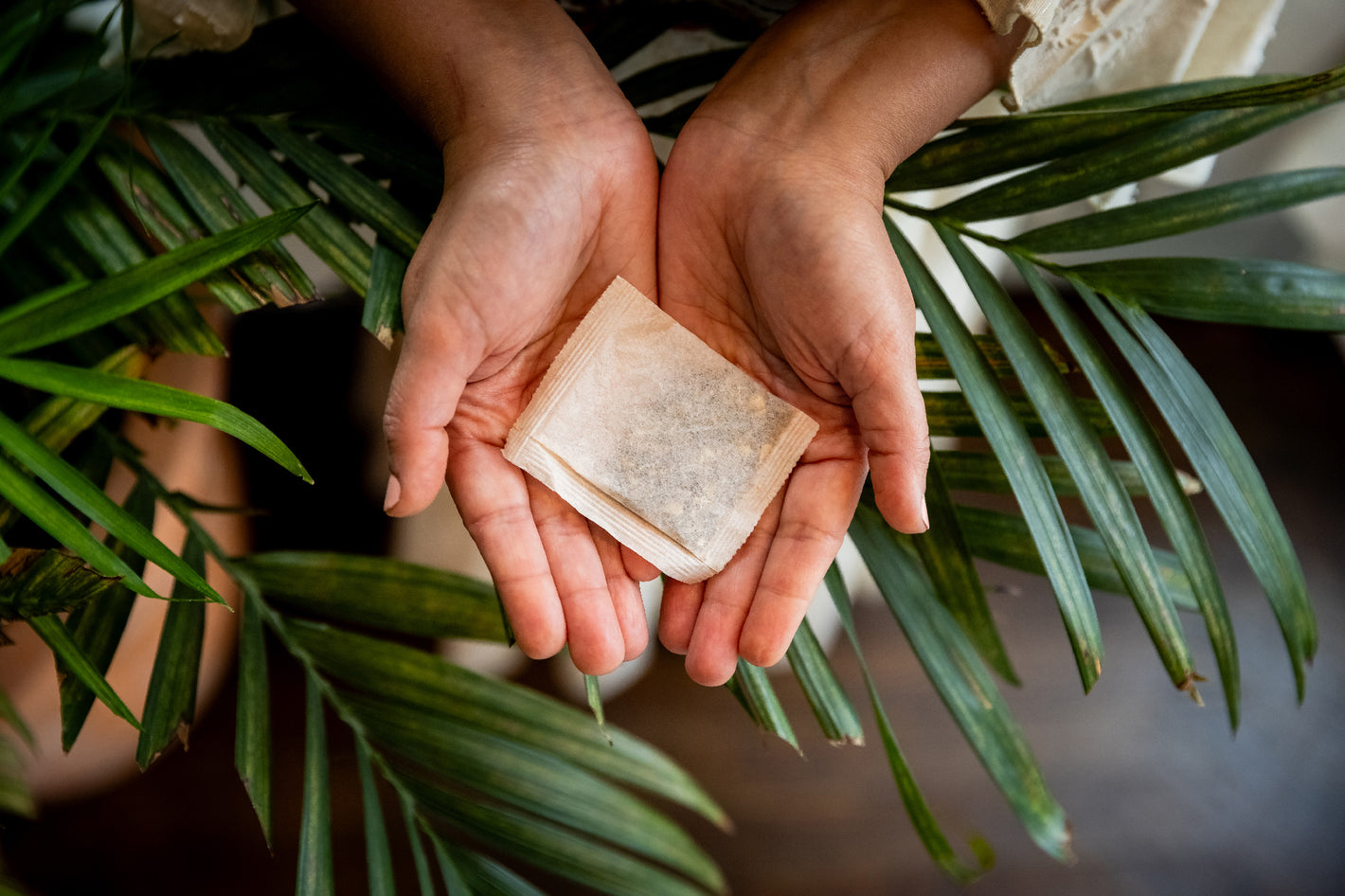 Hands holding a plastic-free compostable tea bag surrounded by green tropical leaves